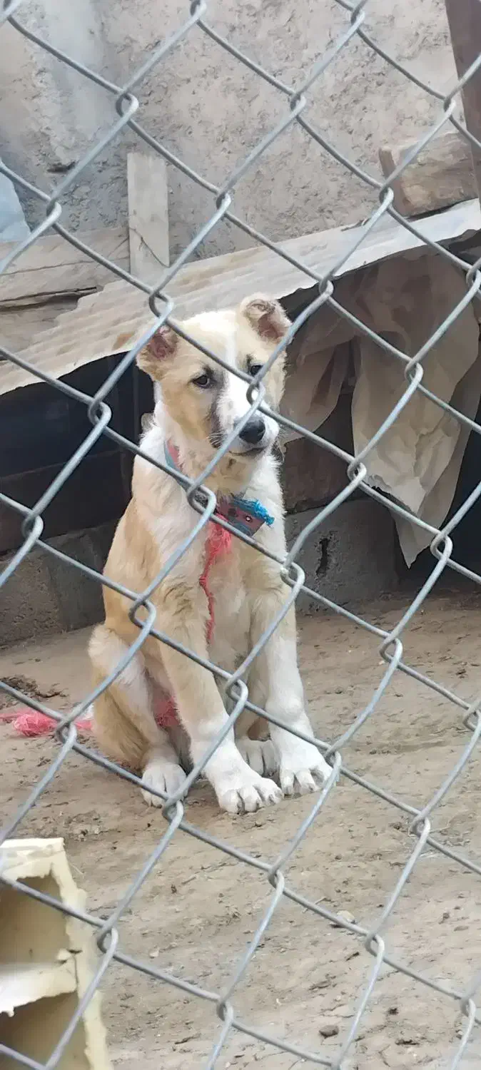 توله سگ|سگ|رستم‌آباد, |دیوار