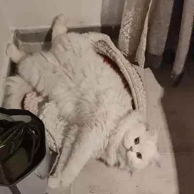 گربه نر|گربه|کرج, فاز ۳ گوهردشت|دیوار