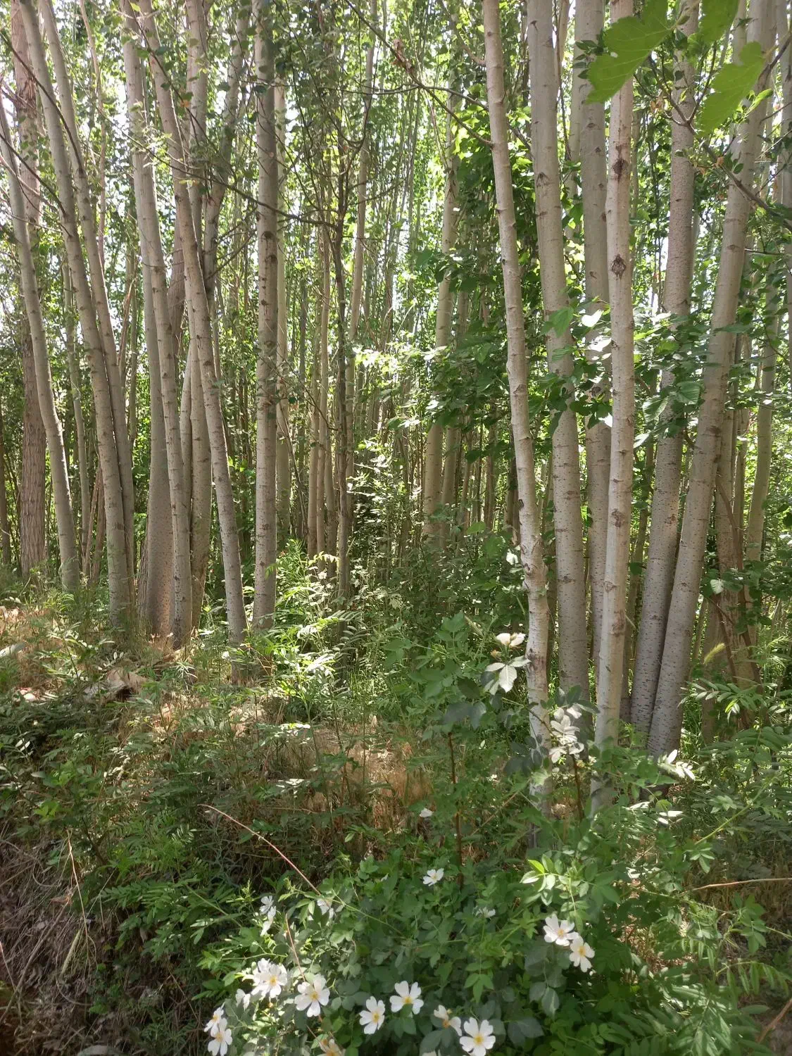 درخت کبوده|گل و گیاه طبیعی|بابا حیدر, |دیوار