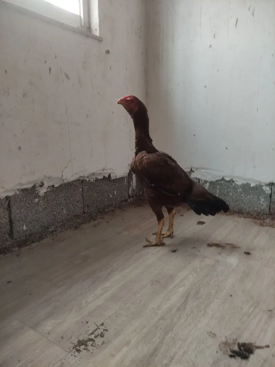 جوجه لاری|حیوانات مزرعه|رودسر, |دیوار