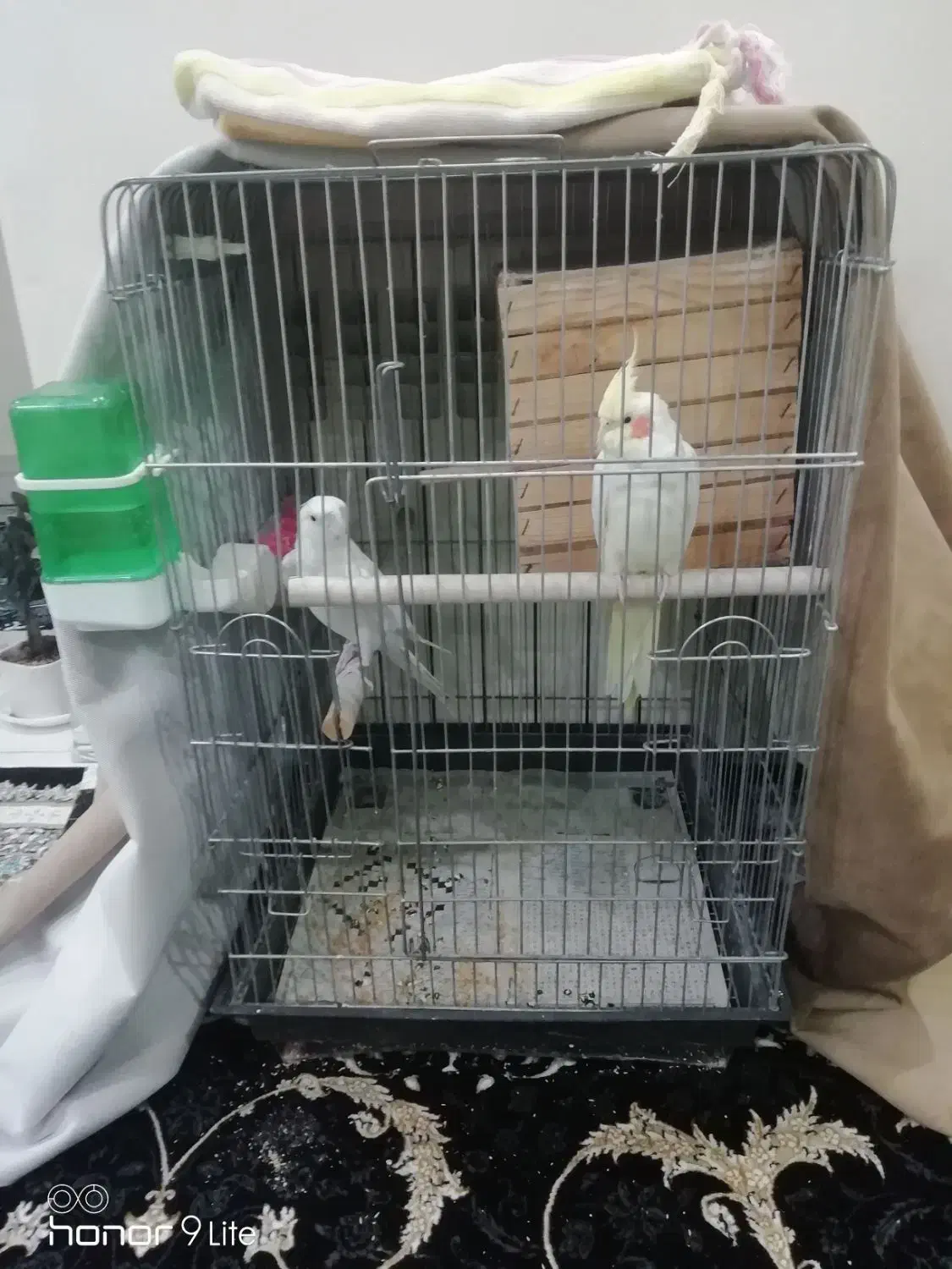 قفس پرنده|لوازم جانبی حیوانات|ری, شهادت|دیوار