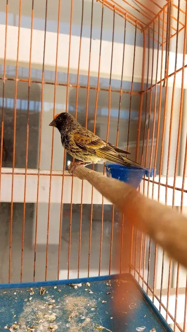 سهره کاکلی|پرنده|سیرجان, |دیوار