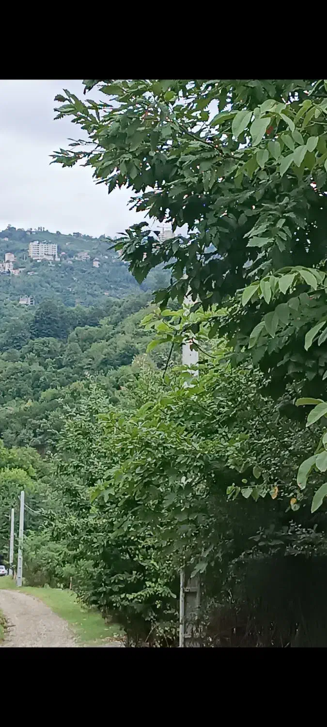 مشارکت در ساخت اربه کله ازمتراژ400متربرجاده تا|مشارکت در ساخت املاک|رامسر, |دیوار