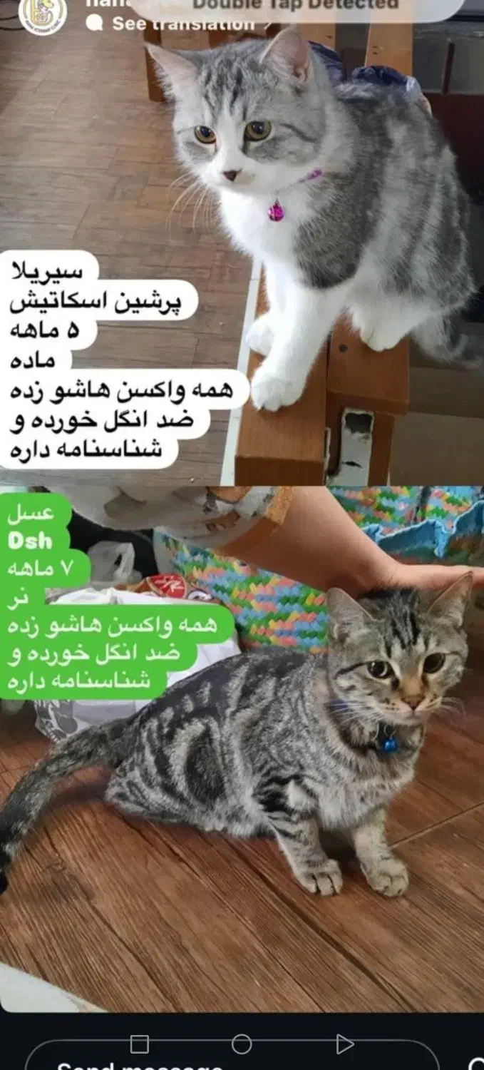 دو بچه گربه|گربه|کرمان, |دیوار