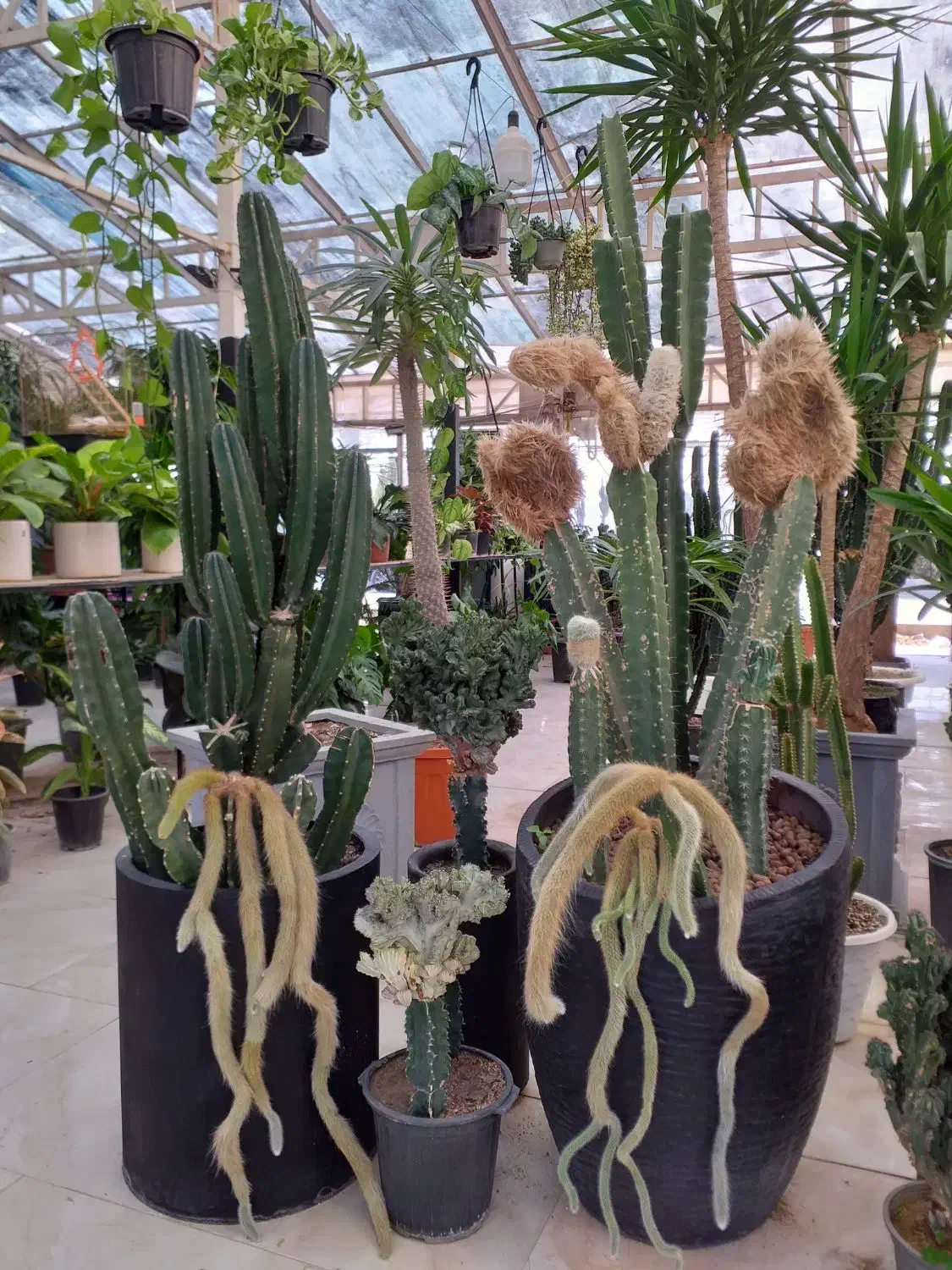 تخفیف بلک فراید گلخونه اسپلنت|گل و گیاه طبیعی|مشهد, شهرک صنعتی توس|دیوار