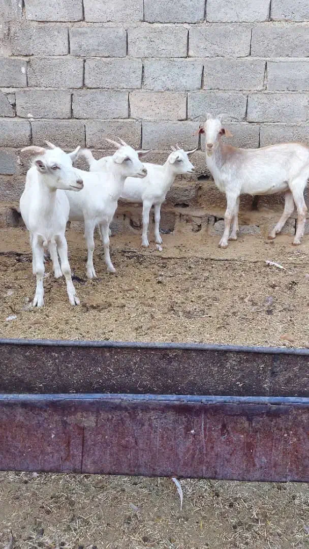 بز کهره سانن|حیوانات مزرعه|جهرم, |دیوار