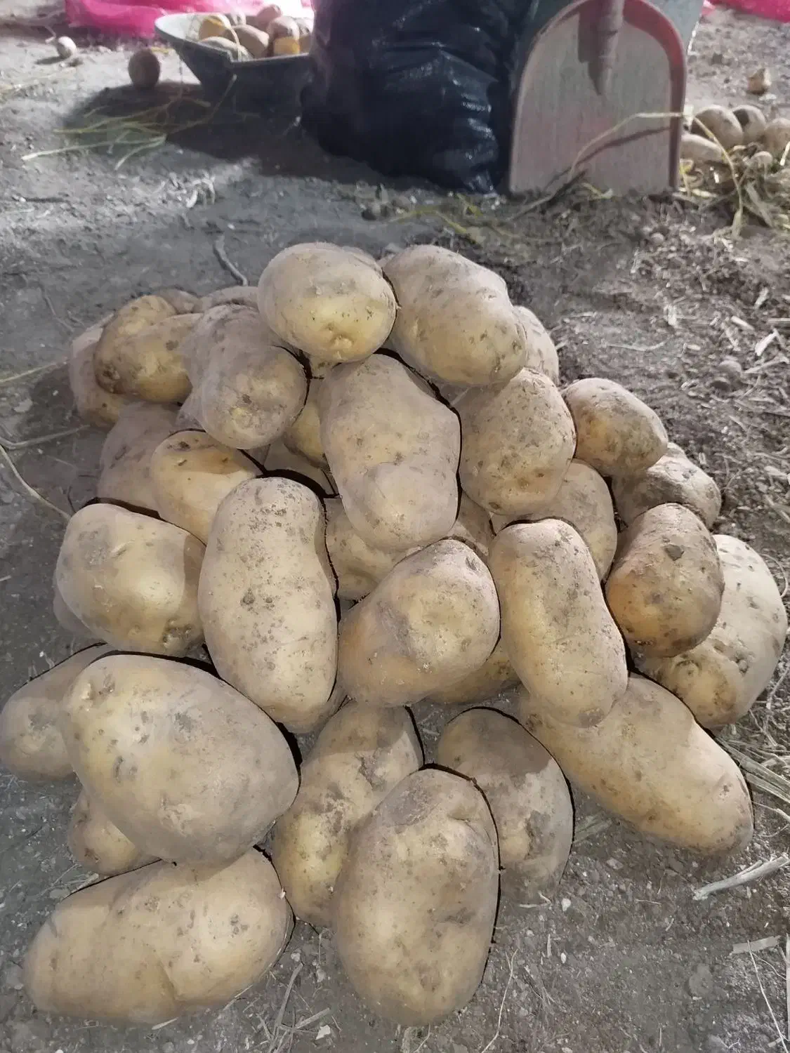 سیب زمینی درشت مخصوص فست فود|خوردنی و آشامیدنی|تهران, جوادیه|دیوار