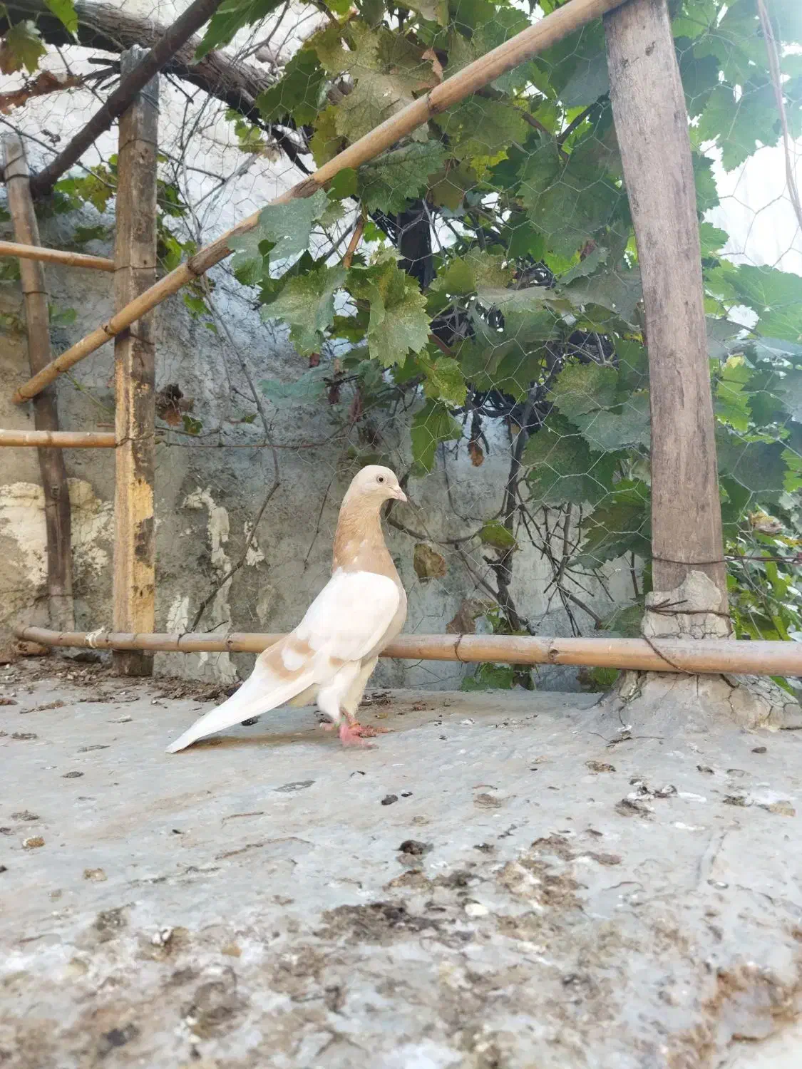 کفتر پرشی|پرنده|آق قلا, |دیوار