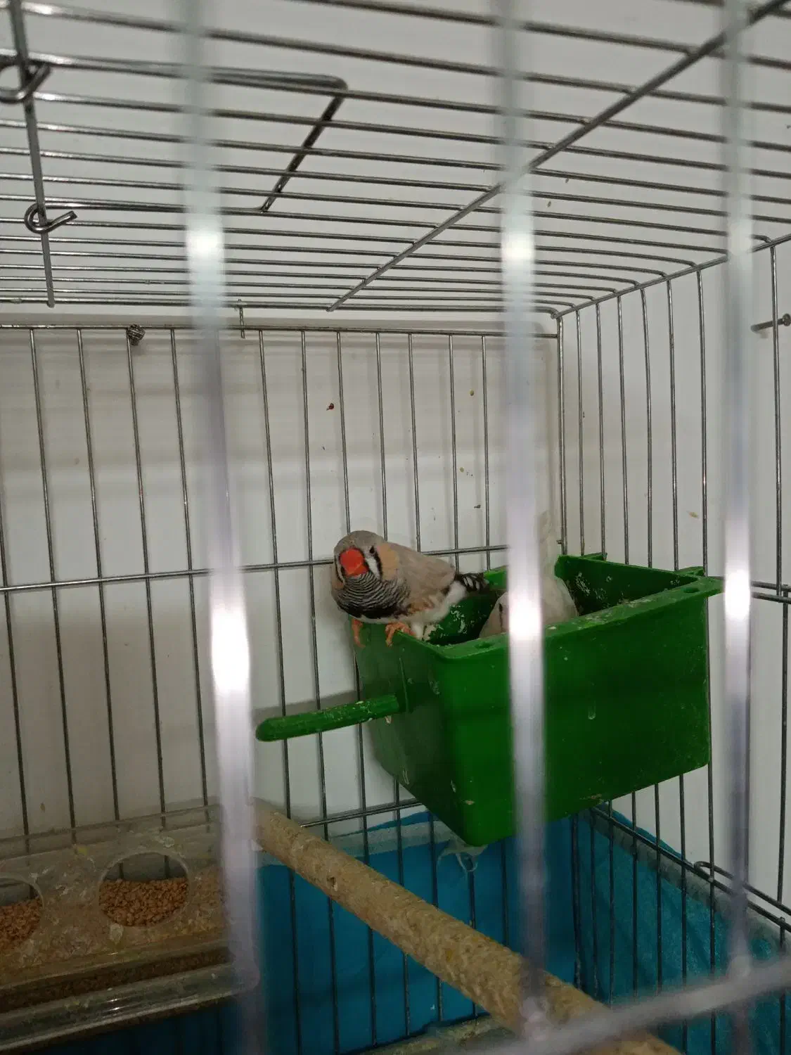 فنچ باجوجه|پرنده|قم, انسجام|دیوار