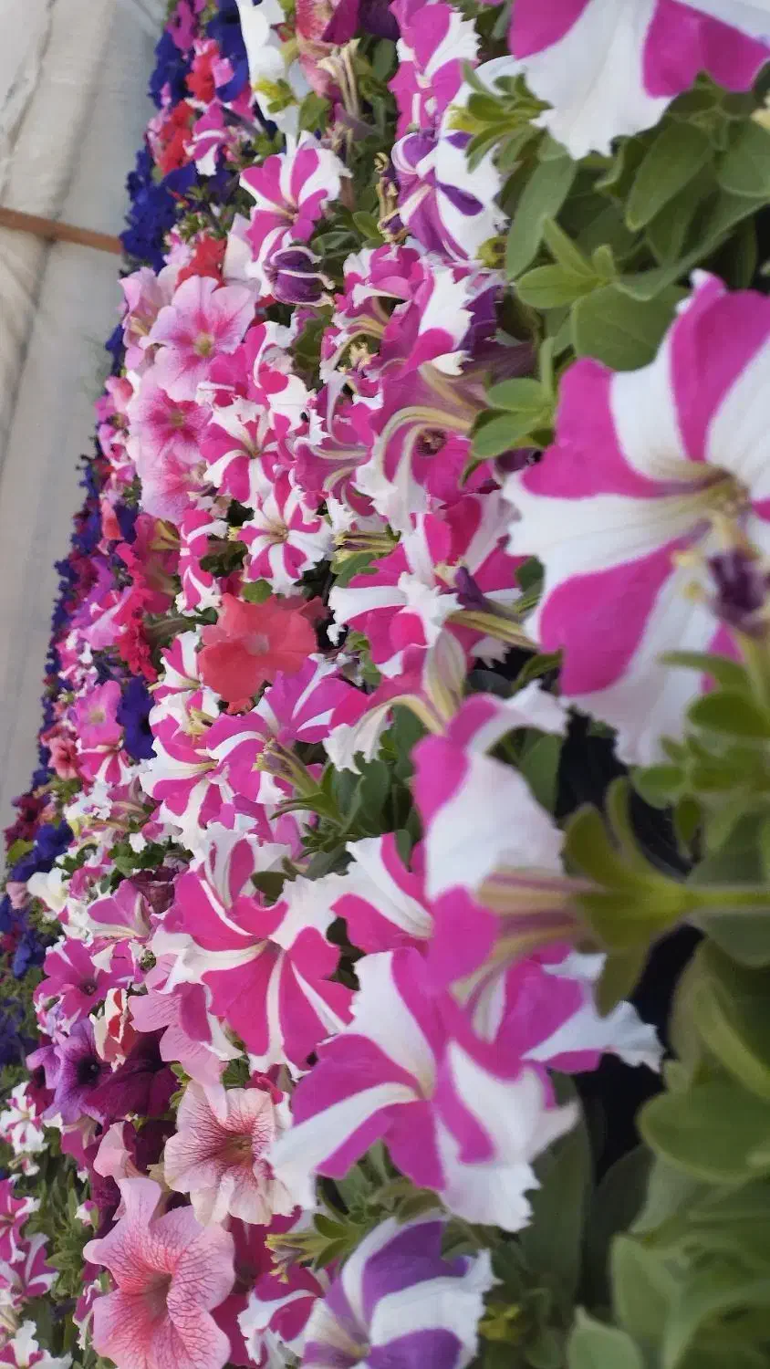 گل گیاه|گل و گیاه طبیعی|پاکدشت, پاکدشت (مامازند)|دیوار