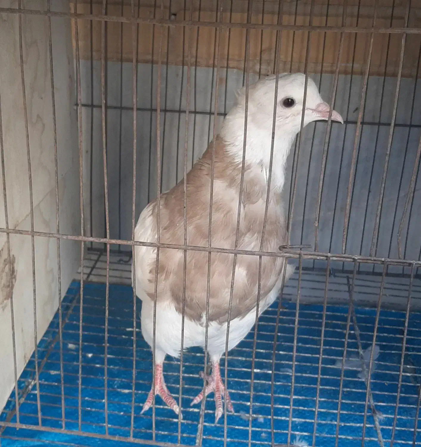 حراج کفتر|حراج|یزد, |دیوار