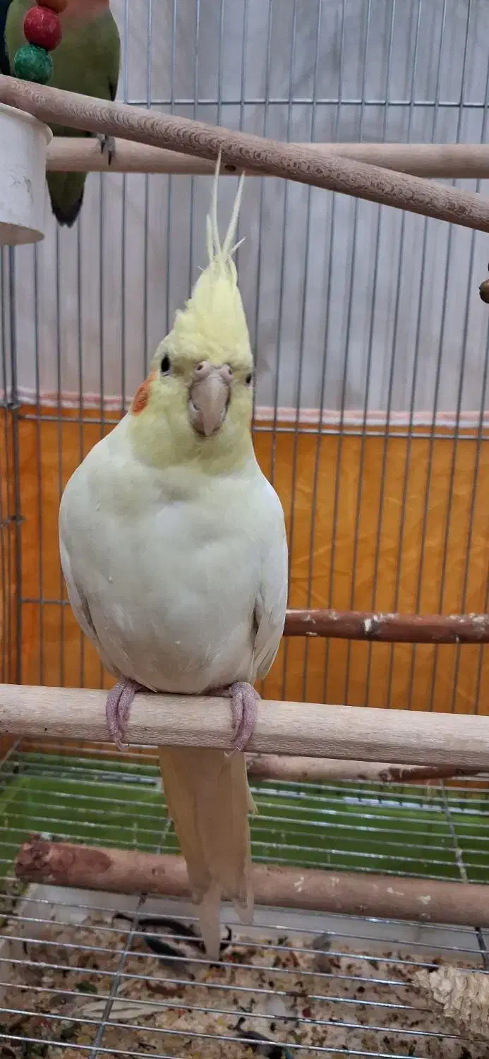 عروس هلندی لوتینو|پرنده|اصفهان, پوریای ولی|دیوار