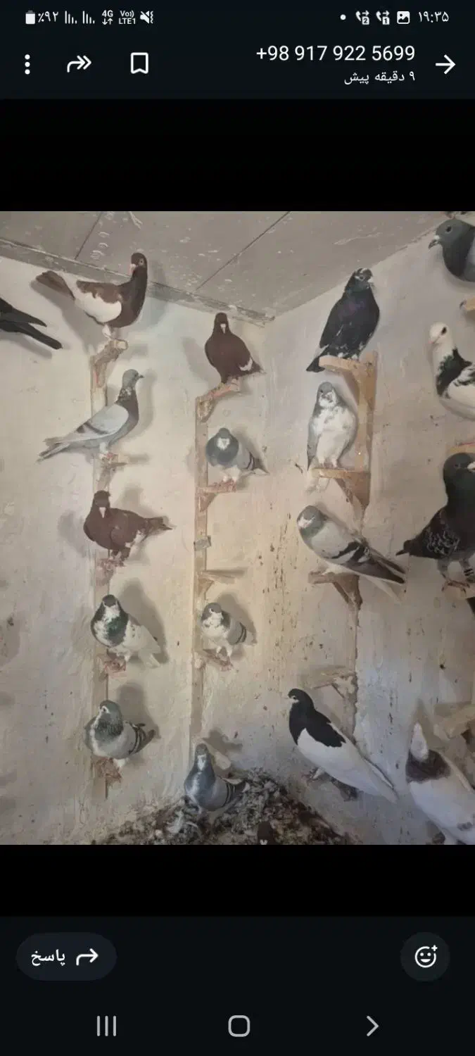 کبوترشهری وپلاکی|پرنده|شیراز, دشت چنار|دیوار