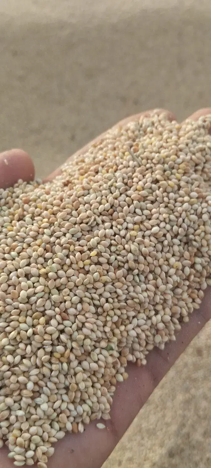 فروش عمده ارزن|عمدهفروشی|جیرفت, |دیوار