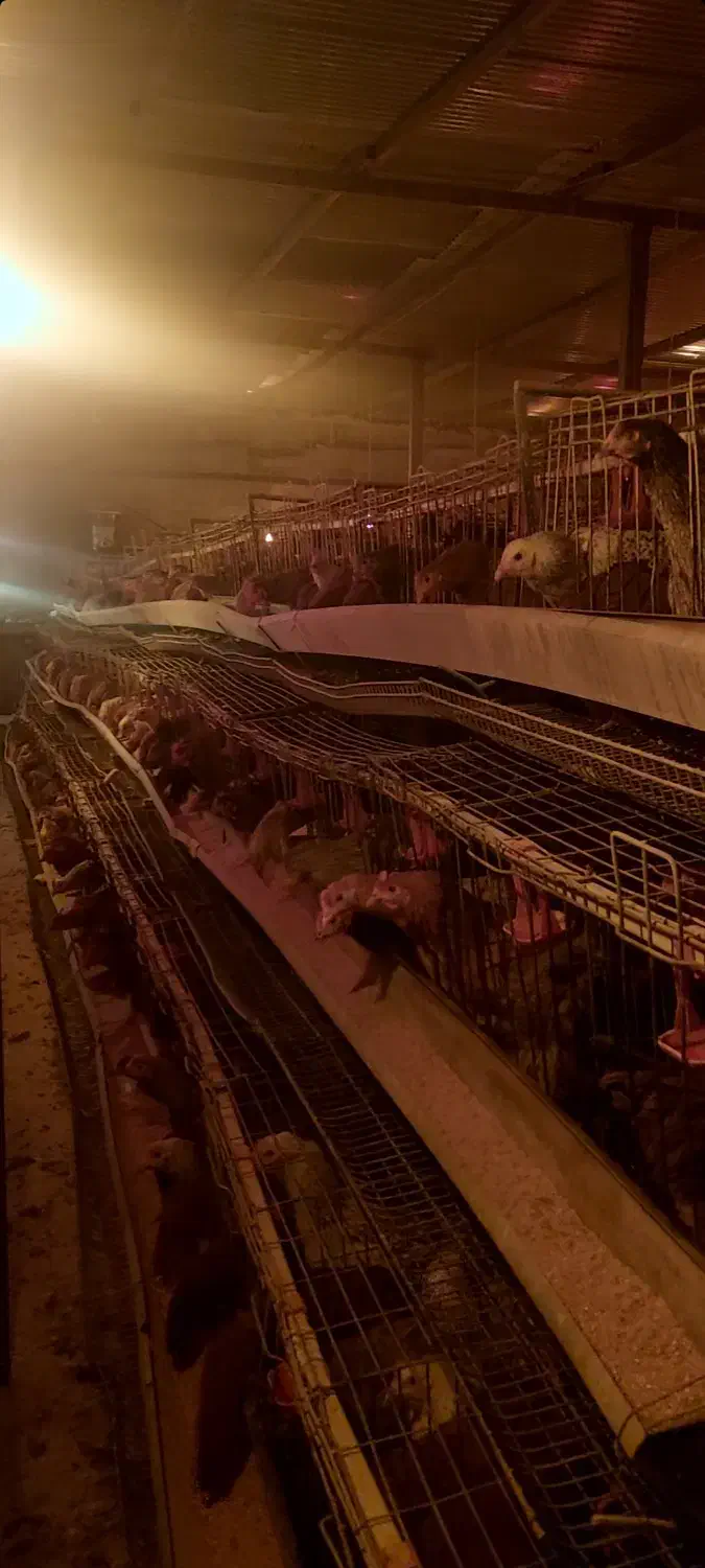 مرغ محلی گلپایگانی|حیوانات مزرعه|دهاقان, |دیوار