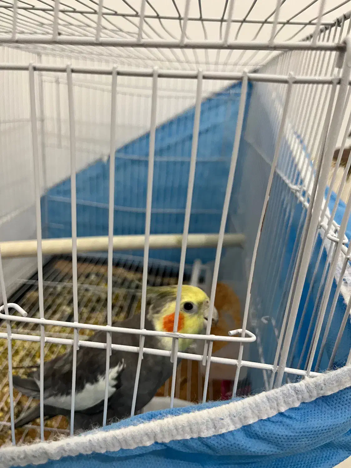 عروس هلندی|پرنده|نیشابور, شهرک بهداری|دیوار