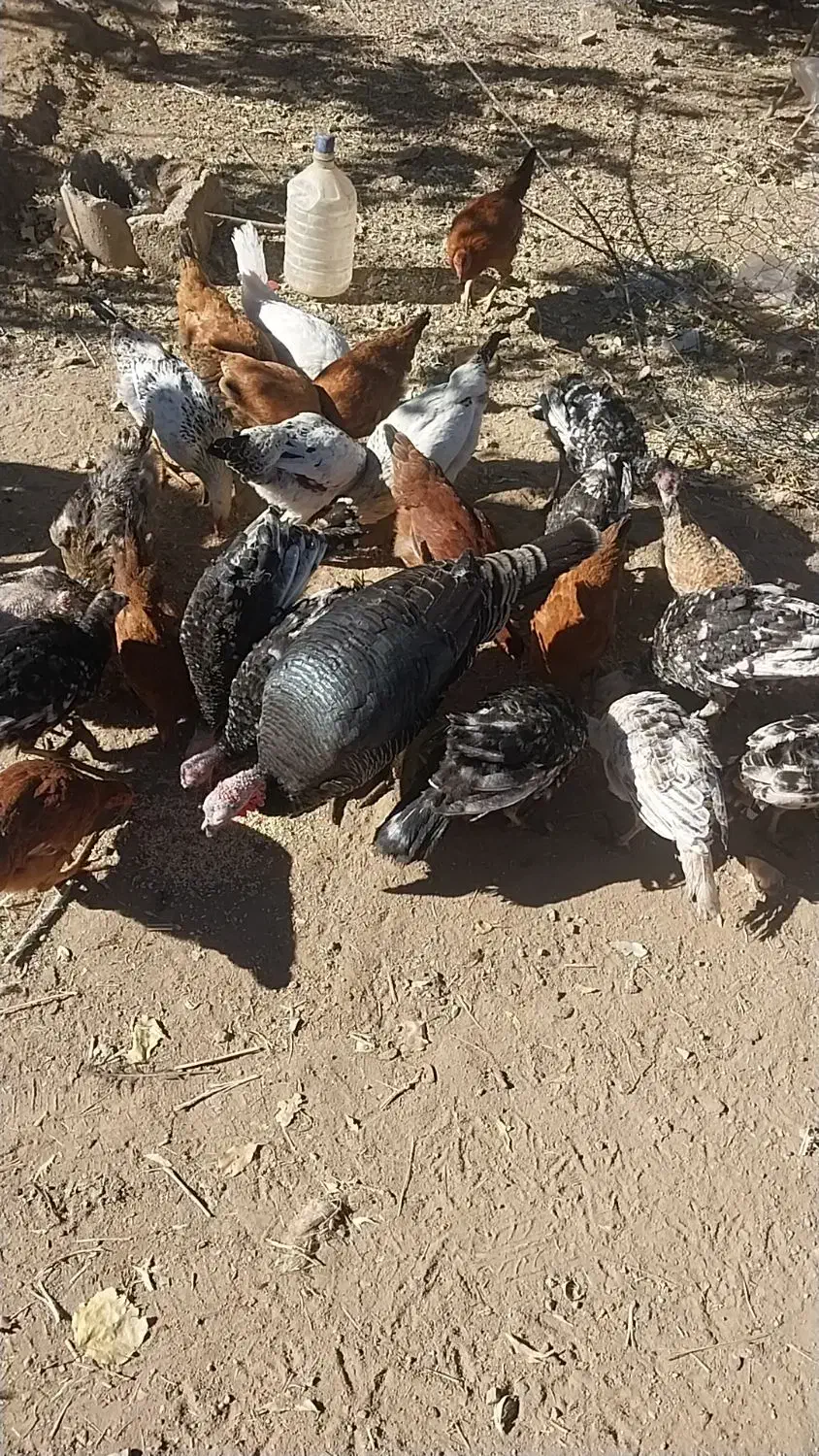 بوقلمون ومرغ تخمگذار فروشی|حیوانات مزرعه|کرفتو, |دیوار