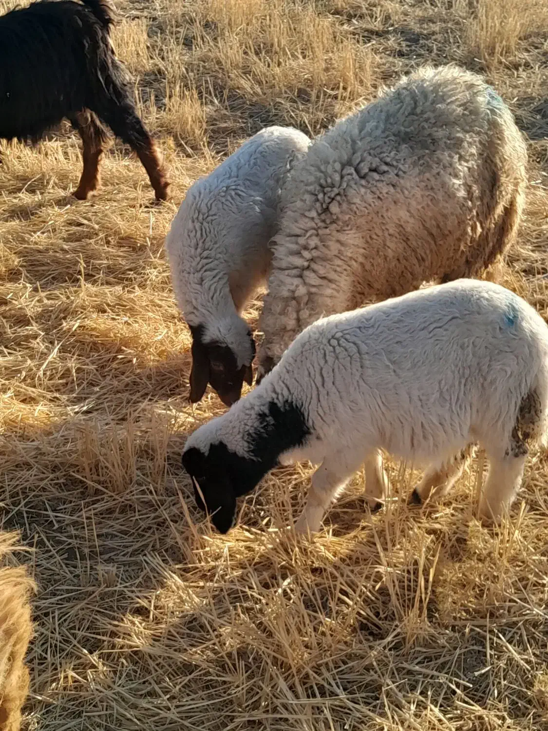 بره نروماده|حیوانات مزرعه|کوزران, |دیوار