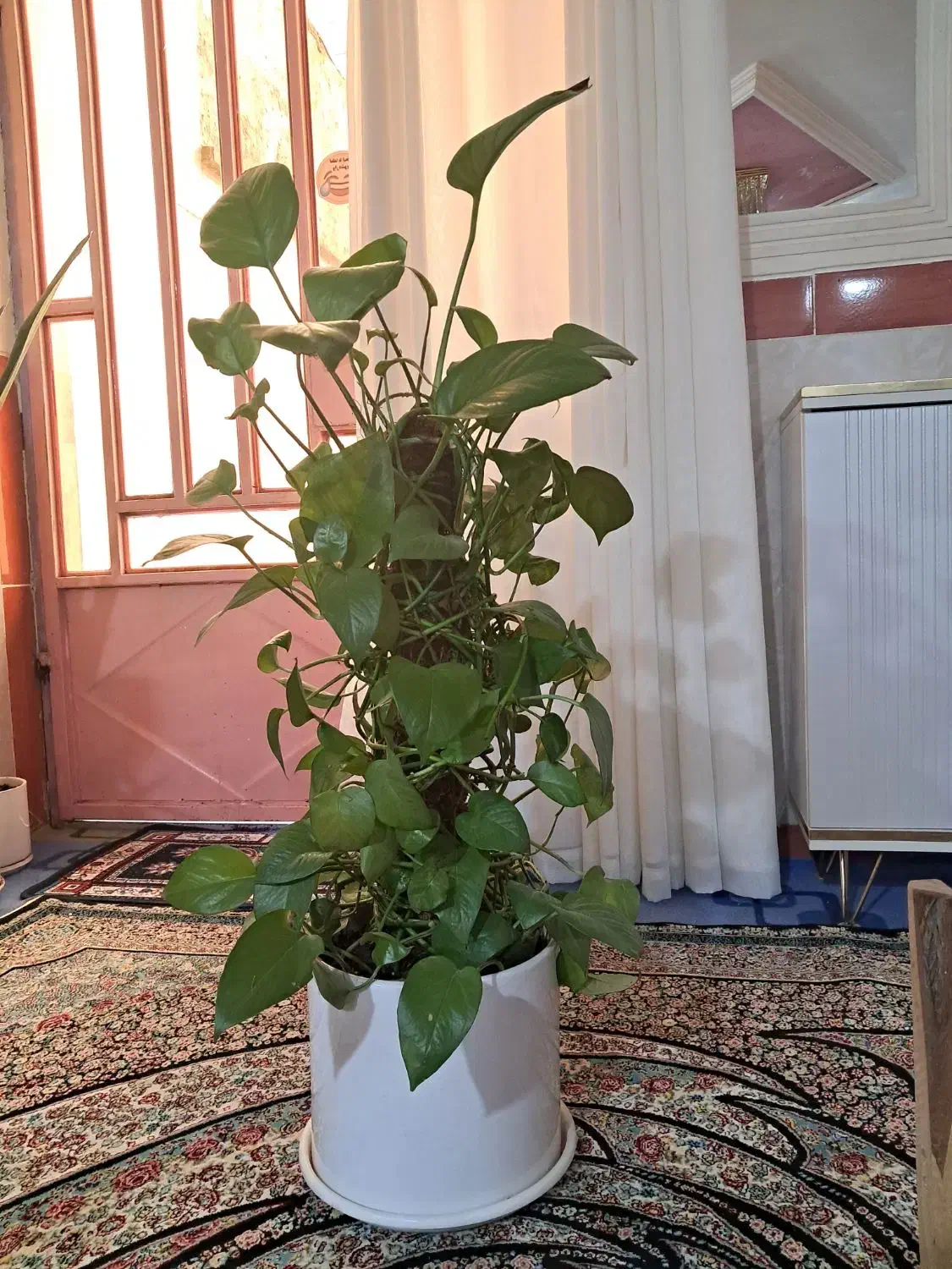 پتوس قیم دار|گل و گیاه طبیعی|ایذه, |دیوار