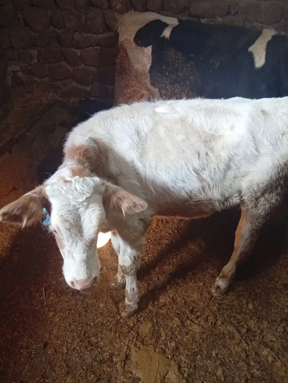 گوساله ماده سیمینتال|حیوانات مزرعه|بیلوار, |دیوار
