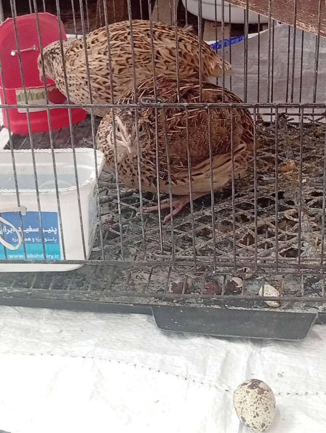 دو عدد بلدرچین ماده تخم گذار فقط 140|حیوانات مزرعه|کاشمر, |دیوار