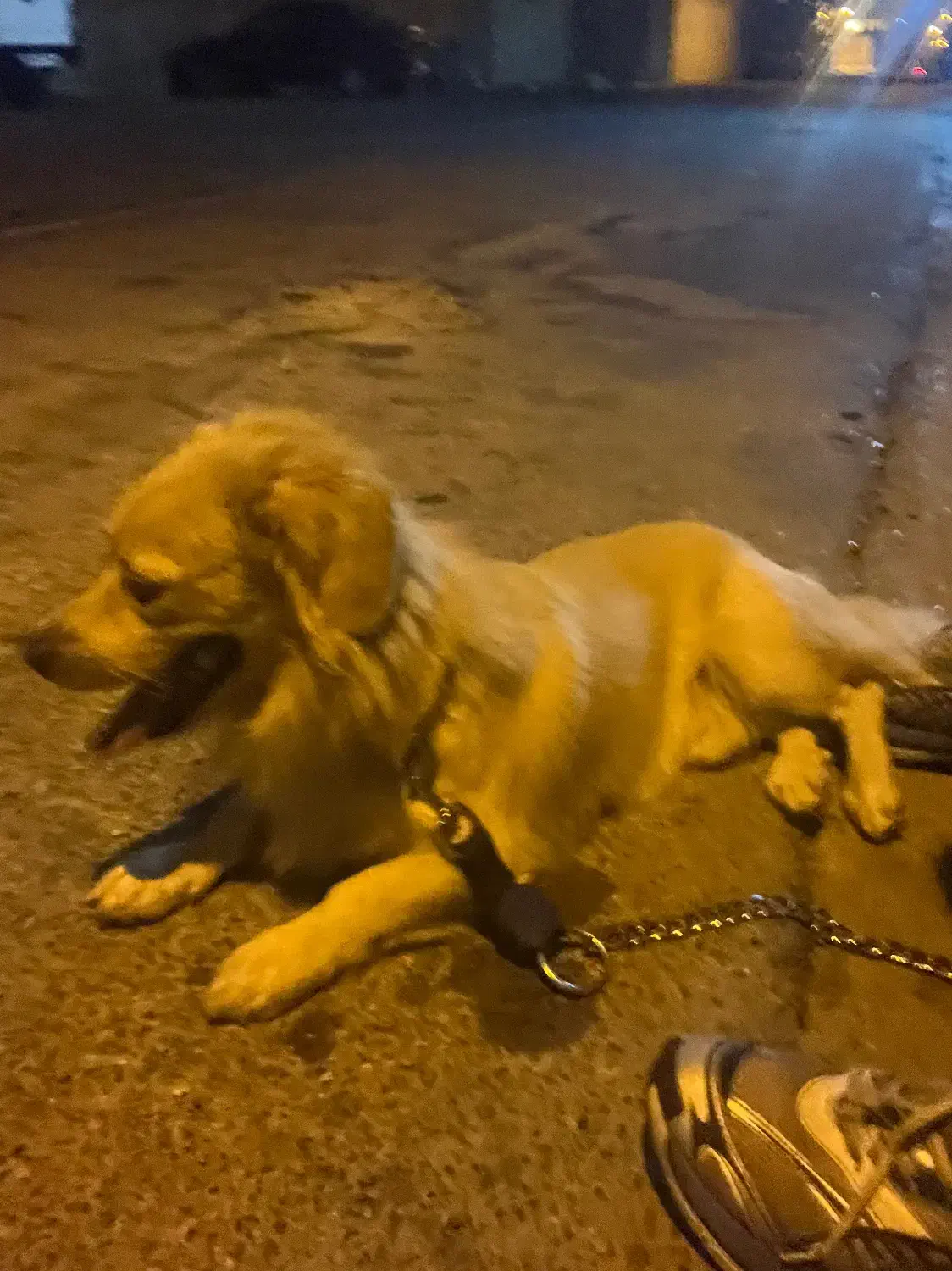 اشپیزو|سگ|بوشهر, |دیوار