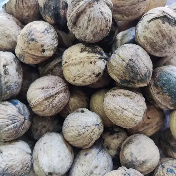 کشمش و گردو بوانات|خوردنی و آشامیدنی|شیراز, کوشک میدان|دیوار