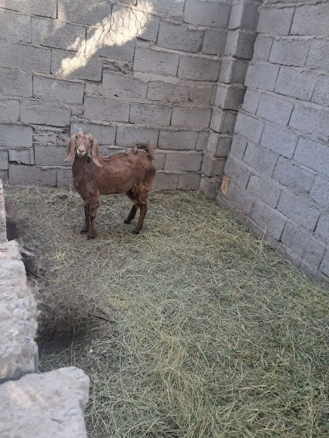 گیسه وبوقلمون|حیوانات مزرعه|گنبکی, |دیوار