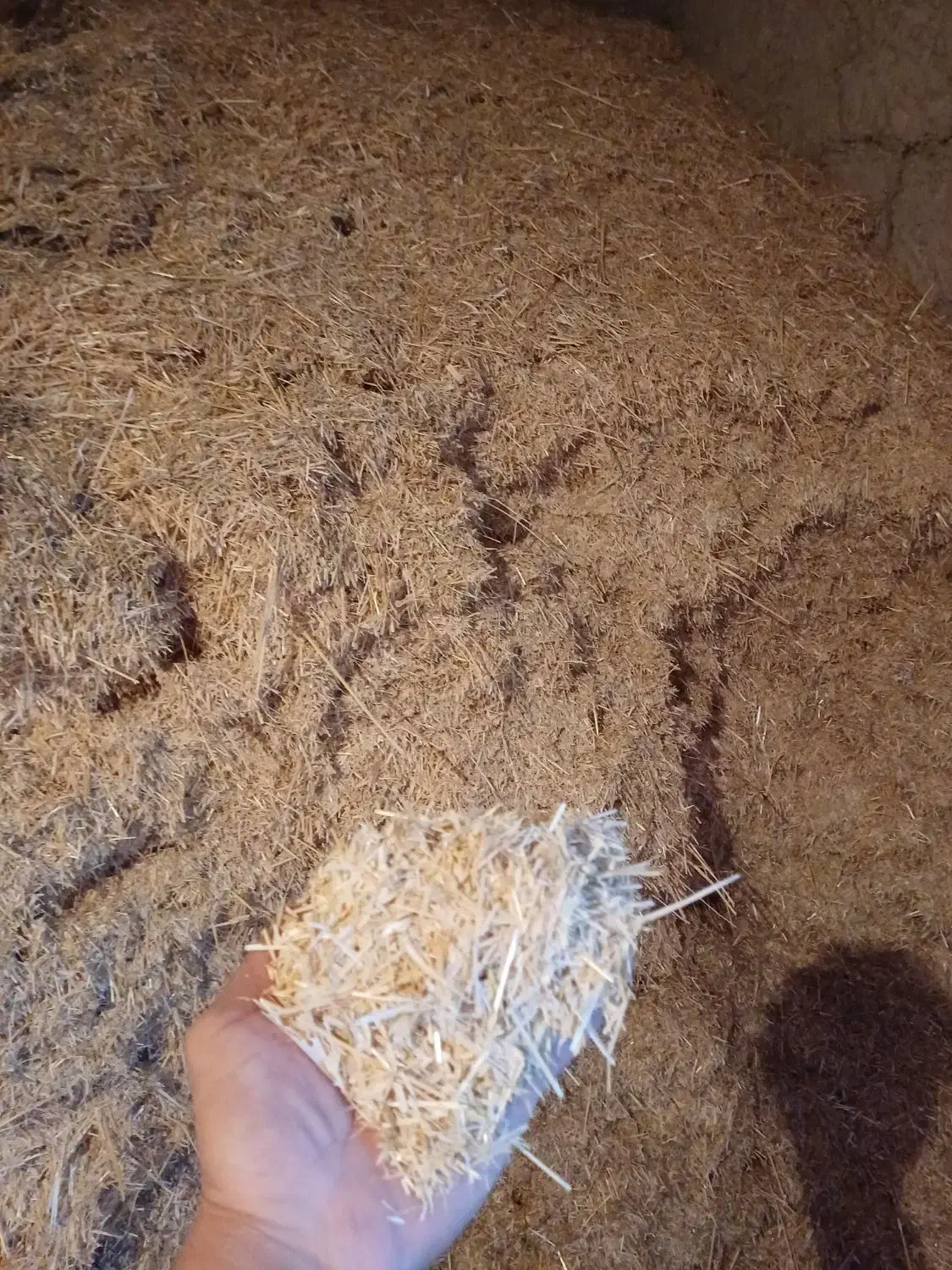 یونجه|لوازم جانبی حیوانات|قوچان, |دیوار