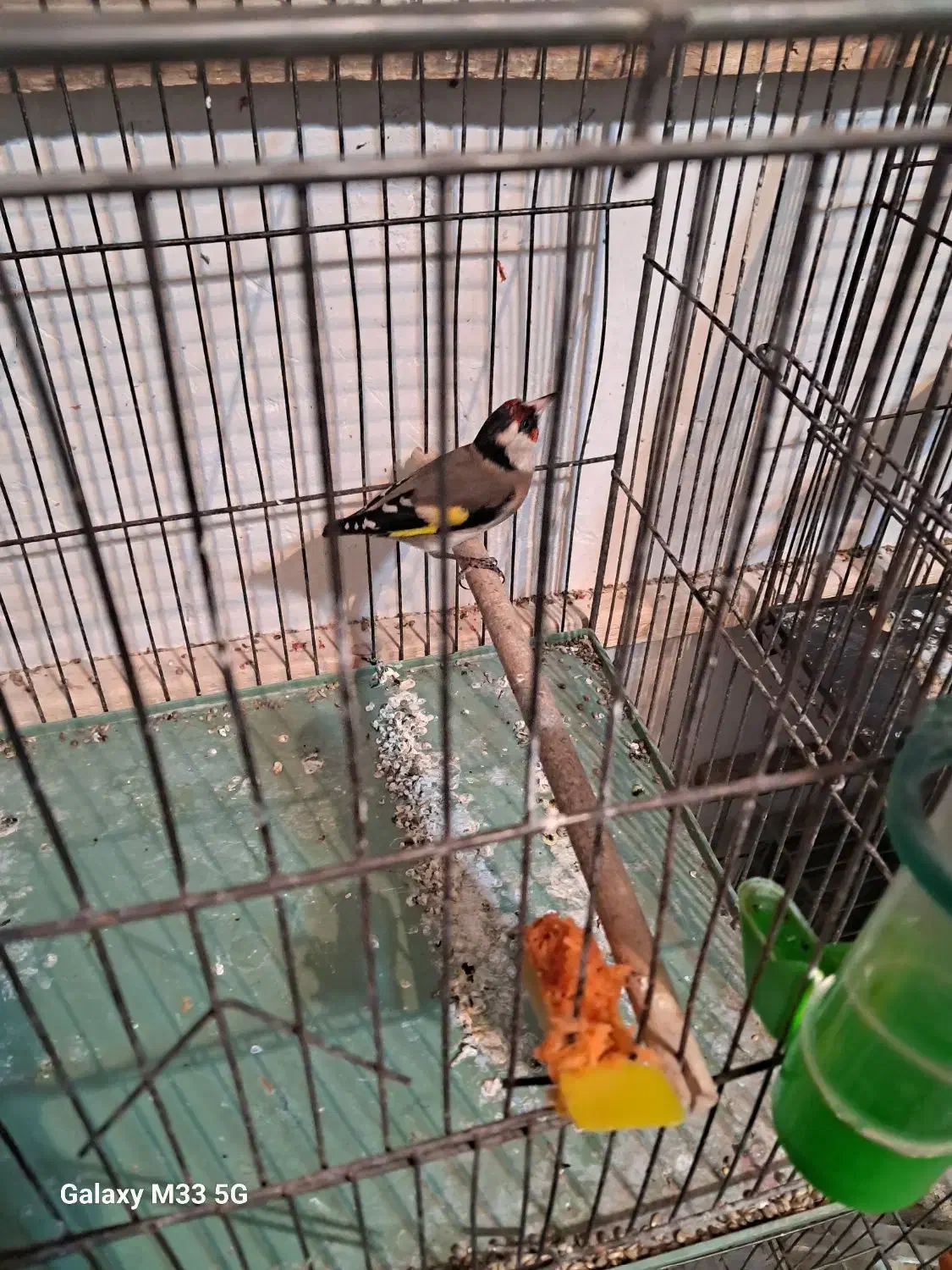 سهره نر پیام بدین بتون بگم|پرنده|همدان, |دیوار