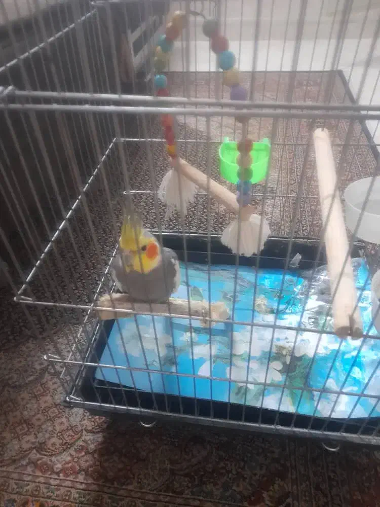 عروس هلندی|پرنده|تهران, مختاری|دیوار