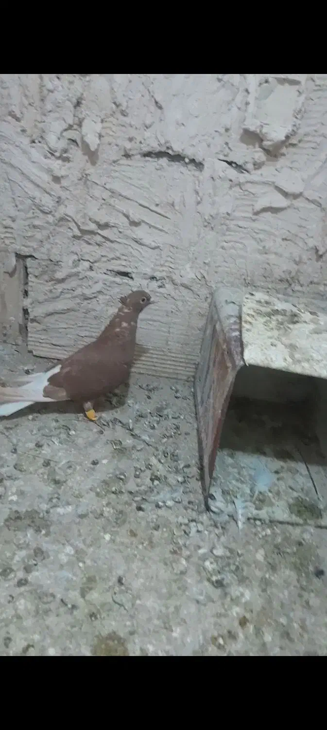 دوسفید ماده|پرنده|چناران, |دیوار