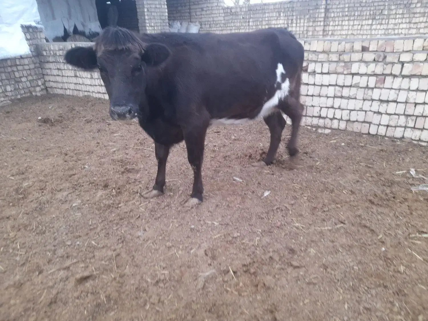 گاو ، گوساله، ماده|حیوانات مزرعه|جعفرآباد, |دیوار