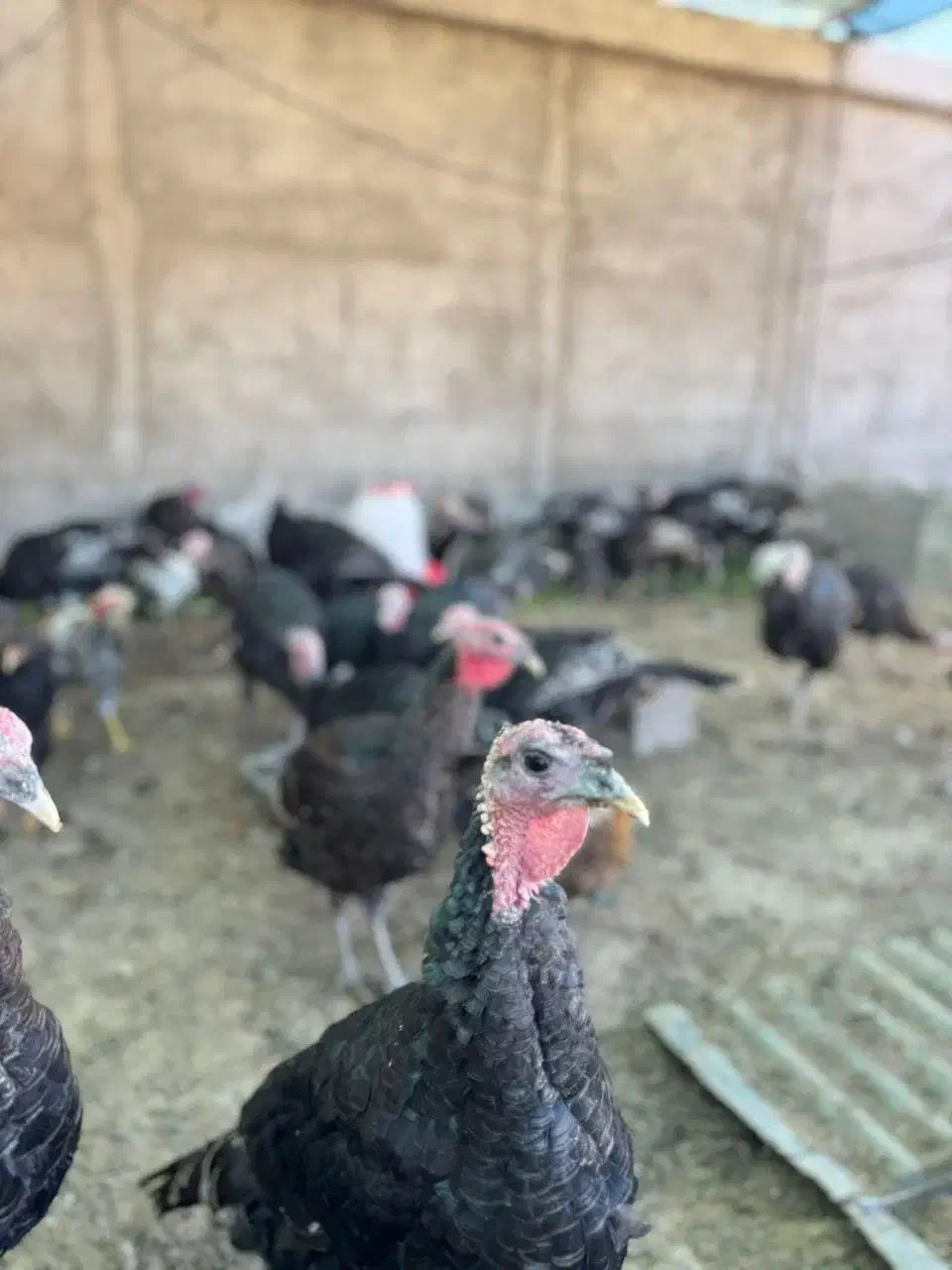 بوقلمون ۳ الی ۴ ماه|حیوانات مزرعه|کازرون, |دیوار