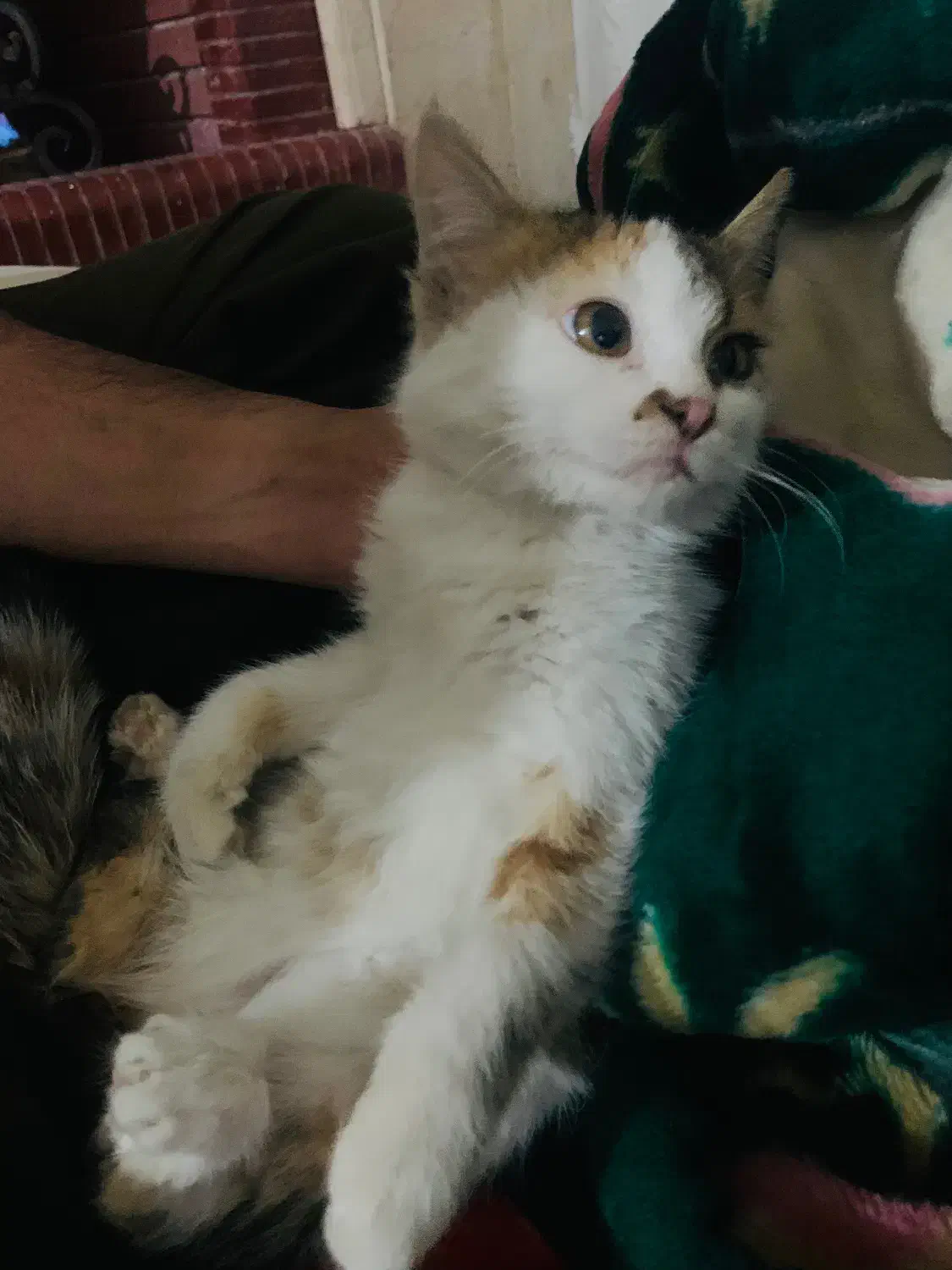 واگذاری رایگان|گربه|کرمان, |دیوار