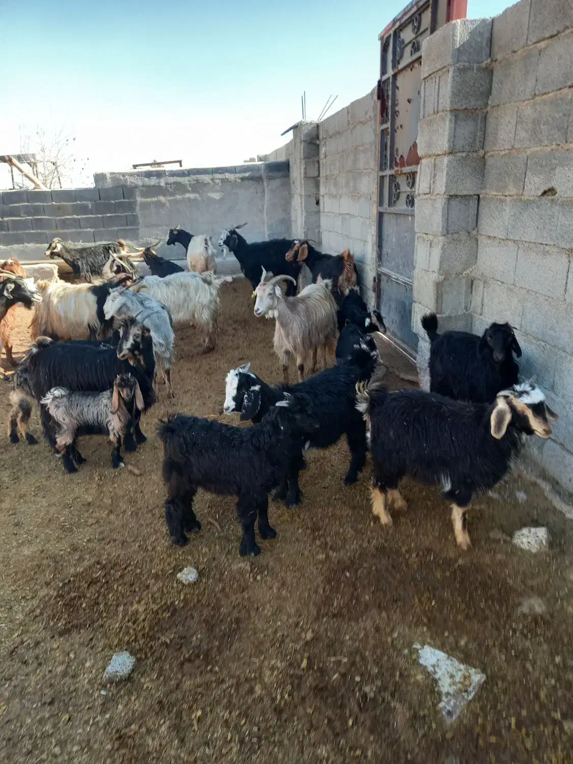 بز کهره دار|حیوانات مزرعه|مرودشت, محمد آباد|دیوار