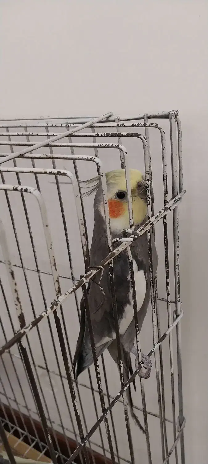 عروس هلندی|پرنده|گنبد کاووس, |دیوار