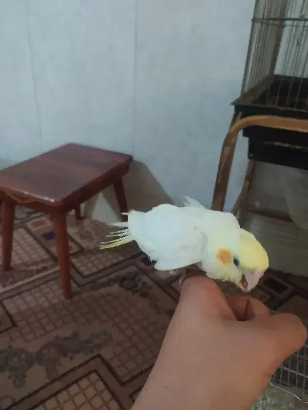 عروس جوجه|پرنده|قم, ولیعصر|دیوار