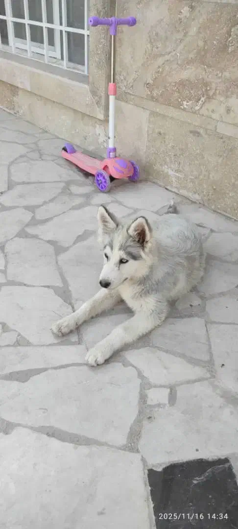 سگ هاسکی (توله)|سگ|فردیس, فردیس|دیوار