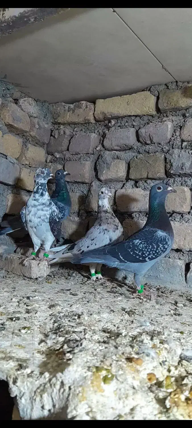 رنگه والمانی پرشی|پرنده|تربت‌حیدریه, پائین ولایت|دیوار