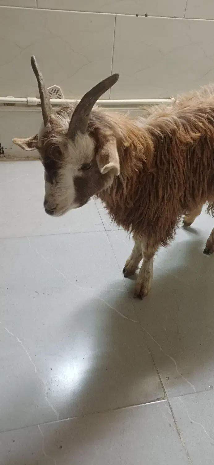 بزغاله صحیح و سالم|حیوانات مزرعه|مشکیندشت, |دیوار