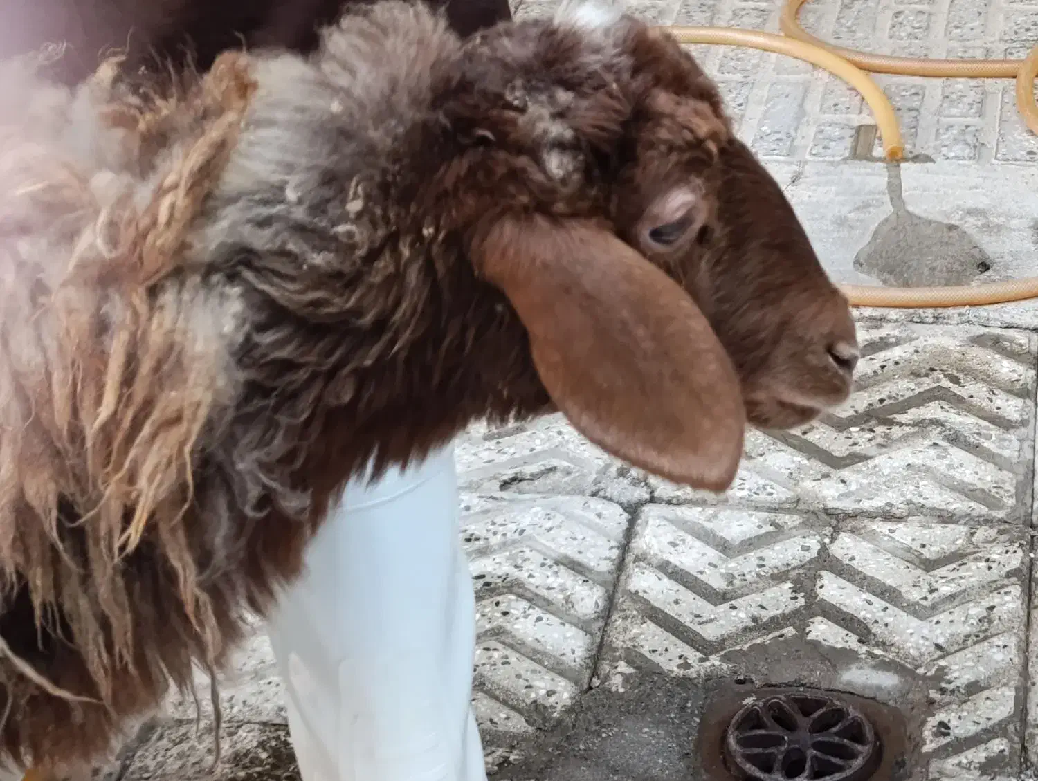 سلاخی گوسفند و بز|خدمات پیشه و مهارت|نورآباد, |دیوار