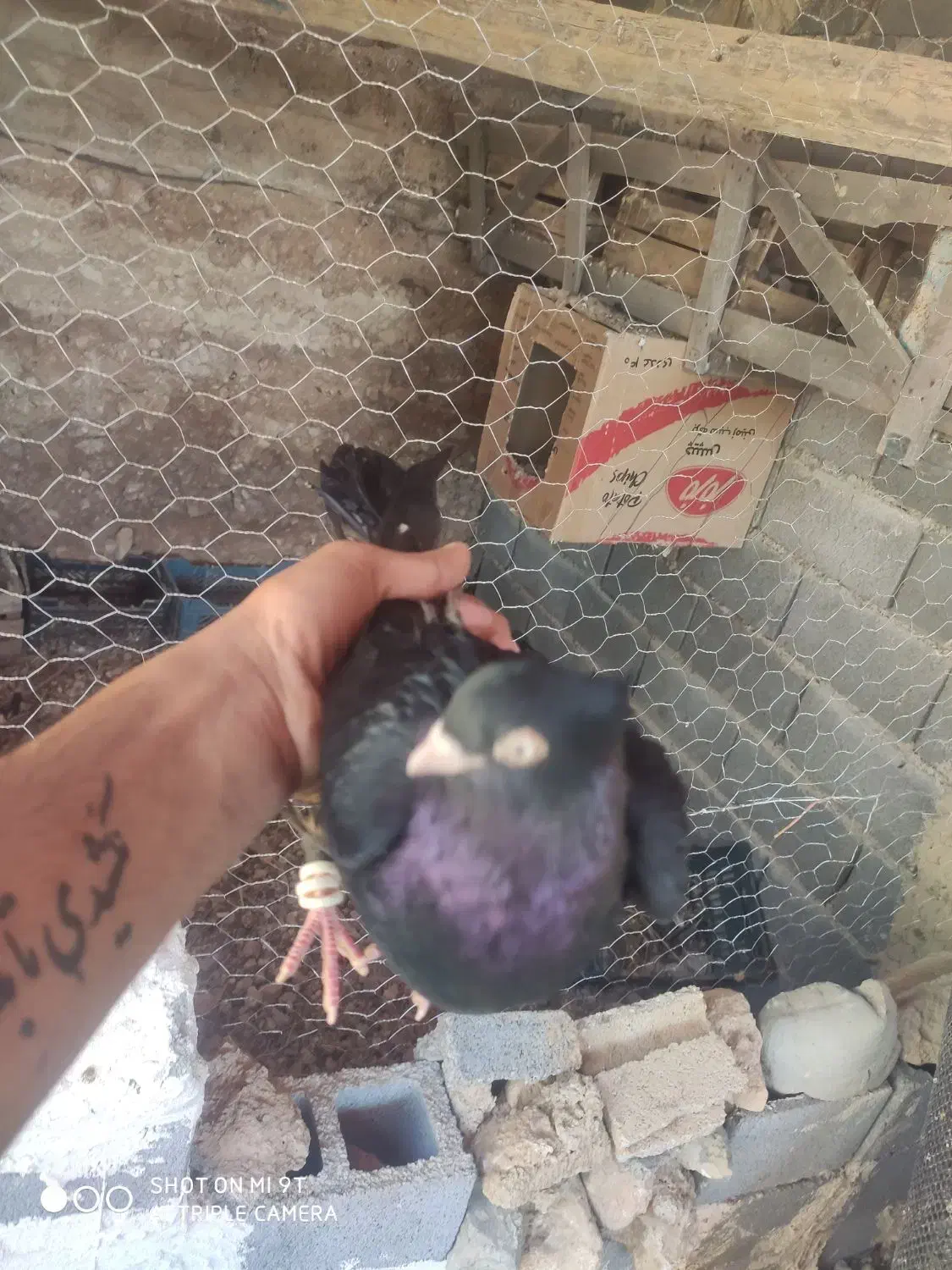 کبوت زاغ ابادانی درجه یک|پرنده|یاسوج, |دیوار