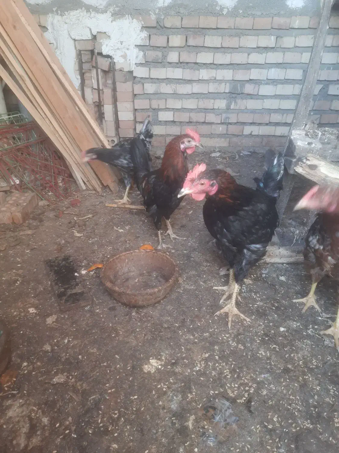 خروس ۴عدد|حیوانات مزرعه|مینودشت, |دیوار