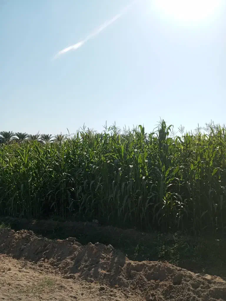 علوفه ذرت|حیوانات مزرعه|ایرانشهر, |دیوار