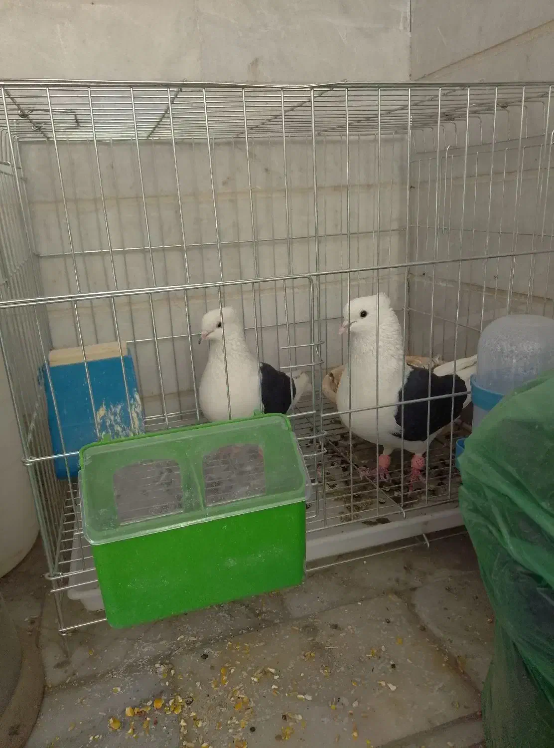 کبوتر یک جفت مهر با جوجه|پرنده|آبیک, |دیوار