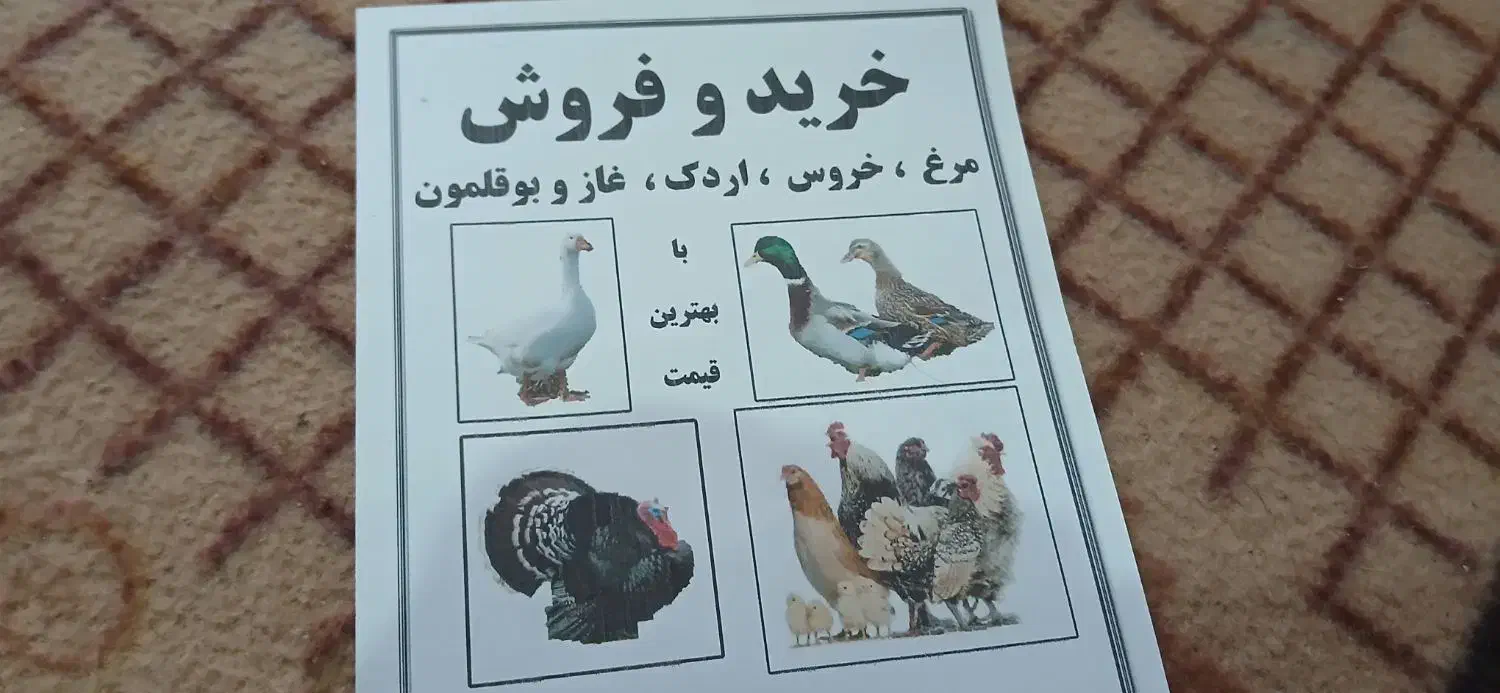 مرغ وخروس غاز واردک|حیوانات مزرعه|گنبد کاووس, |دیوار