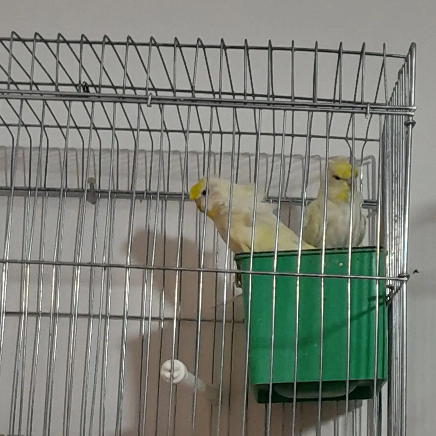 مرغ عشق|پرنده|داراب, |دیوار