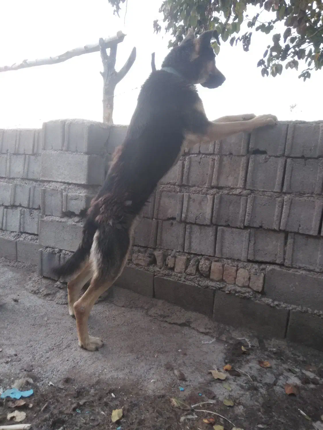 سگ گرگی|سگ|گرگان, |دیوار