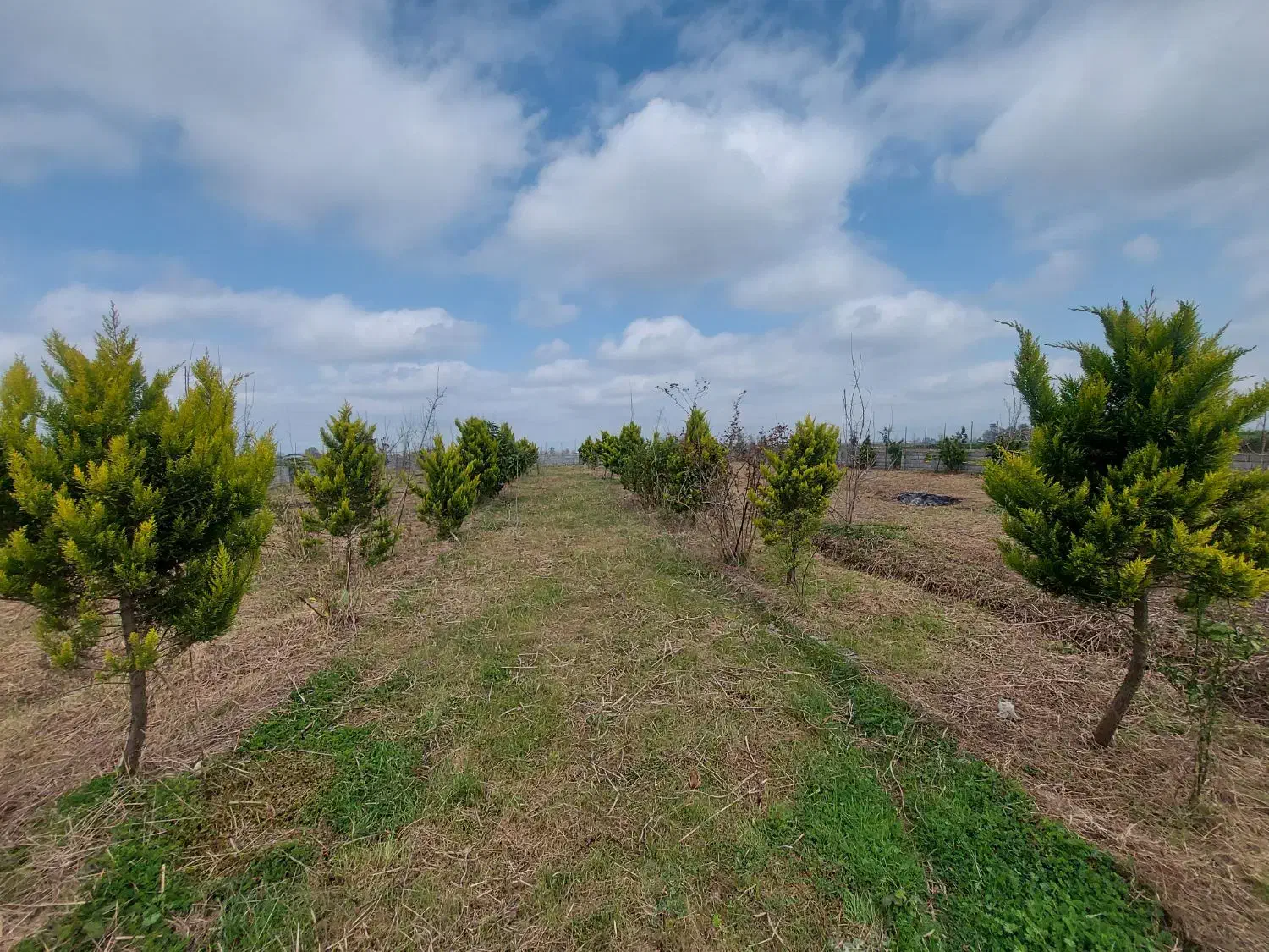 3 پلاک باغ جنگلی 200متری مناسب سرمایه گذاری|فروش زمین و ملک کلنگی|چمستان, |دیوار